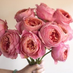 Memories parfüm kokulu gül fidanı aşılı 3+ yaş