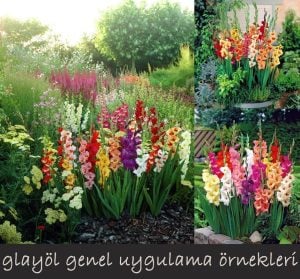 Vuvuzela Frizzle glayöl çiçek soğanı ithal