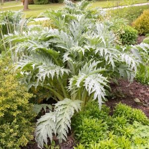 İtalyan Yaprak Enginarı – cardoon tohumu – Cynara cardunculus