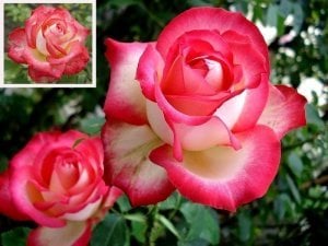 French perfume kokulu gül fidanı aşılı 3+ yaş