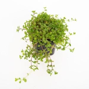 Royal nane tohumu yarpuz mint pennyroyal mentha pulegium