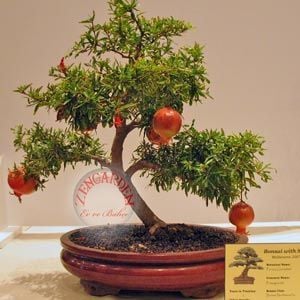Punica granatum nana cüce nar tohumu