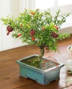 Punica granatum nana cüce nar tohumu