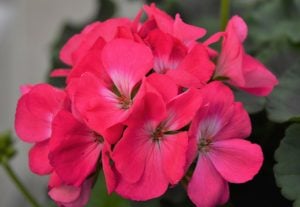 Roze pembe sardunya fidesi pelargonium grandeur rose