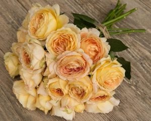 Royal amber kokulu gül fidanı aşılı 3+ yaş