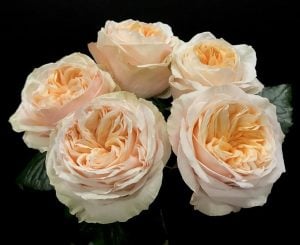 Royal amber kokulu gül fidanı aşılı 3+ yaş