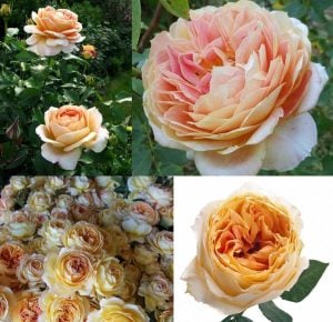 Royal amber kokulu gül fidanı aşılı 3+ yaş