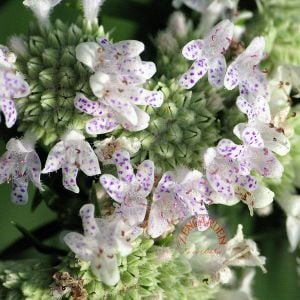 Dağ nanesi tohumu mountain mint doğadan gelen şifalı nane