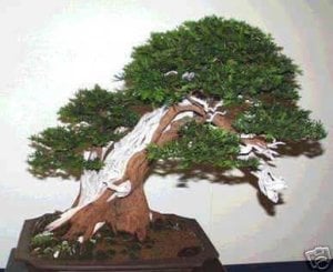 English yew taxus baccata porsuk ağacı bonsai tohumu
