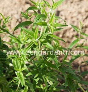 Dağ nanesi tohumu mountain mint doğadan gelen şifalı nane