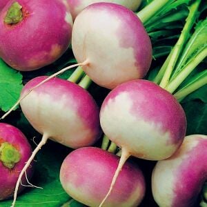 Mor Başlı Milan Şalgam tohumu – Milan turnip tohumu