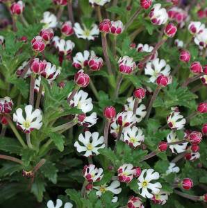 Vanilya kokulu gece floksu çiçeği zaluzianskya capensis midnight candy