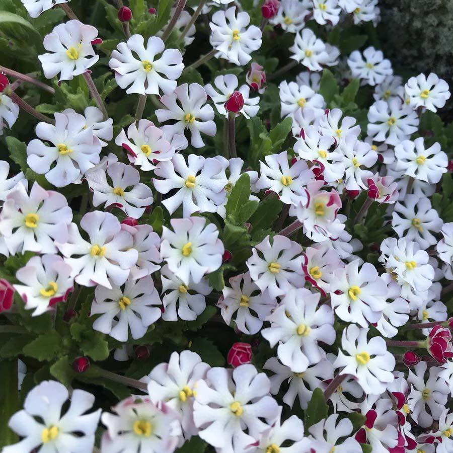 Vanilya kokulu gece floksu çiçeği zaluzianskya capensis midnight candy