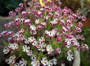 Vanilya kokulu gece floksu çiçeği zaluzianskya capensis midnight candy