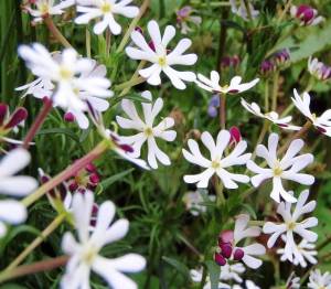 Vanilya kokulu gece floksu çiçeği zaluzianskya capensis midnight candy