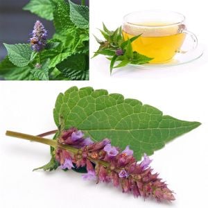 Japon nanesi tohumu japanese mint seeds agastache