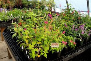 Kavun kokulu adaçayı fidesi salvia mello 7 yada 9 cm saksıda