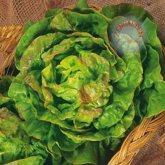 Mayıs kraliçesi marul tohumu may queen lettuce