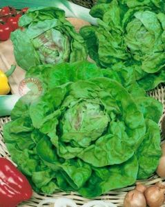 Mayıs kraliçesi marul tohumu may queen lettuce