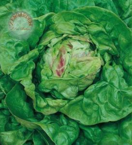 Mayıs kraliçesi marul tohumu may queen lettuce