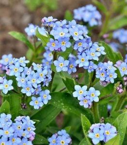 Beni unutma çiçeği tohumu myosotis sylvatica mavi çiçekli