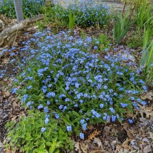 Beni unutma çiçeği tohumu myosotis sylvatica mavi çiçekli