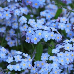 Beni unutma çiçeği tohumu myosotis sylvatica mavi çiçekli