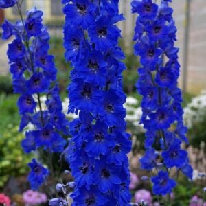 Lacivert Magic Fountains Dark Blue/Dark Bee hezaren çiçeği tohumu