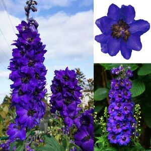 Lacivert Magic Fountains Dark Blue/Dark Bee hezaren çiçeği tohumu