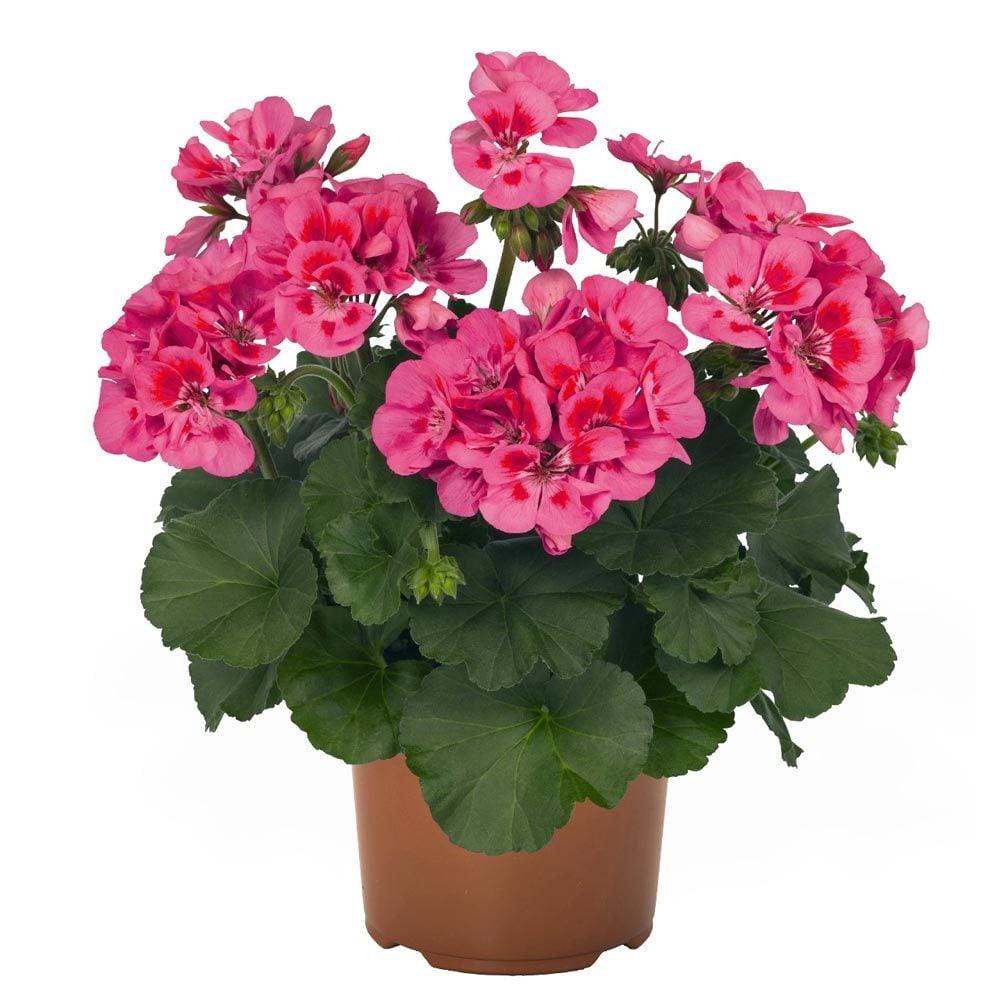 Kırçıllı Roze sardunya fidesi pelargonium grandeur rose splash
