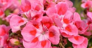 Kırçıllı Roze sardunya fidesi pelargonium grandeur rose splash