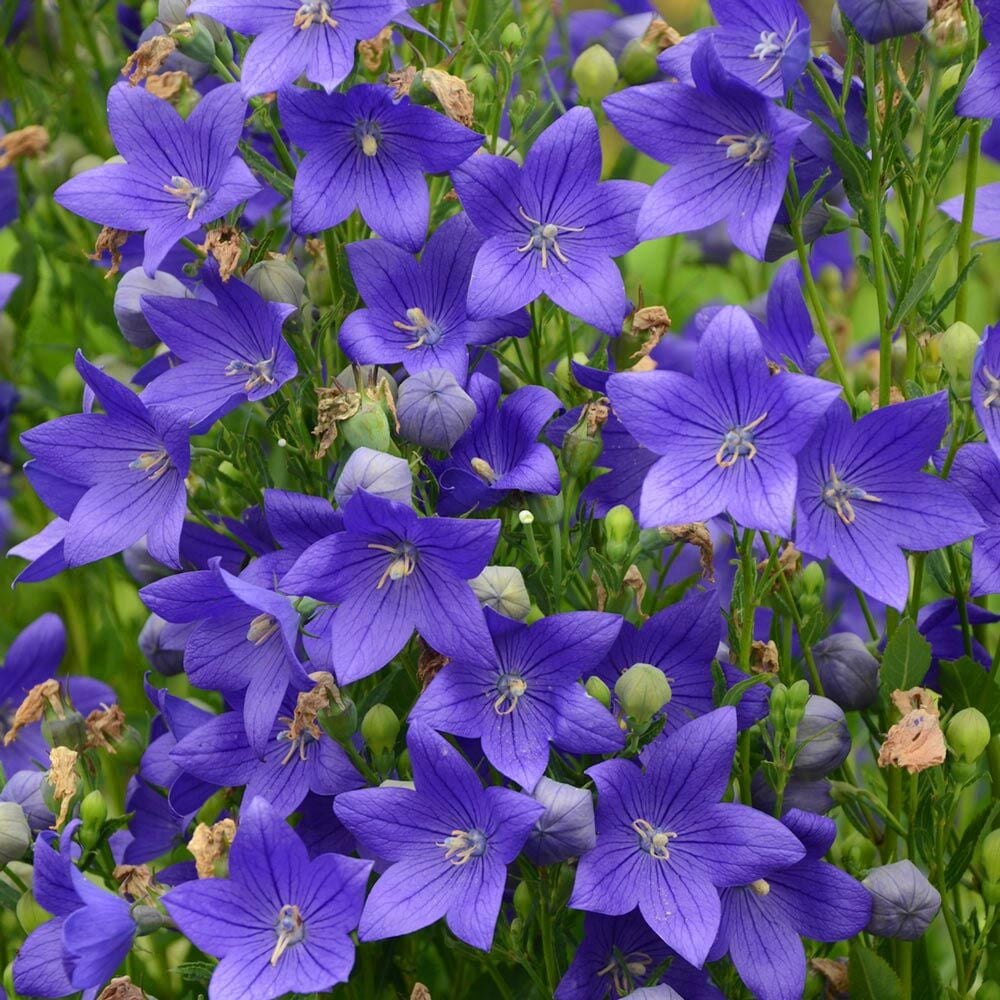 Mavi balon çiçeği tohumu fuji blue platycodon grandiflora