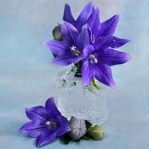 Mavi balon çiçeği tohumu fuji blue platycodon grandiflora
