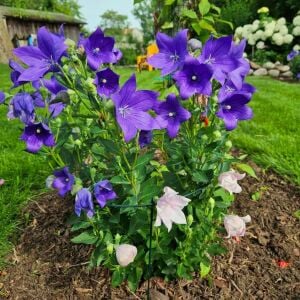 Mavi balon çiçeği tohumu fuji blue platycodon grandiflora