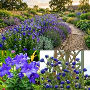 Mavi balon çiçeği tohumu fuji blue platycodon grandiflora