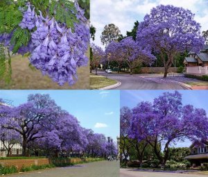 Mavi çiçekli jakaranda tohumu jacaranda mimosifolia ağacı