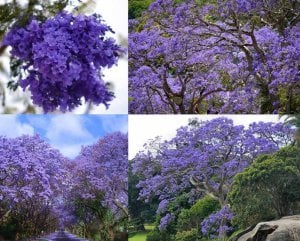 Mavi çiçekli jakaranda tohumu jacaranda mimosifolia ağacı