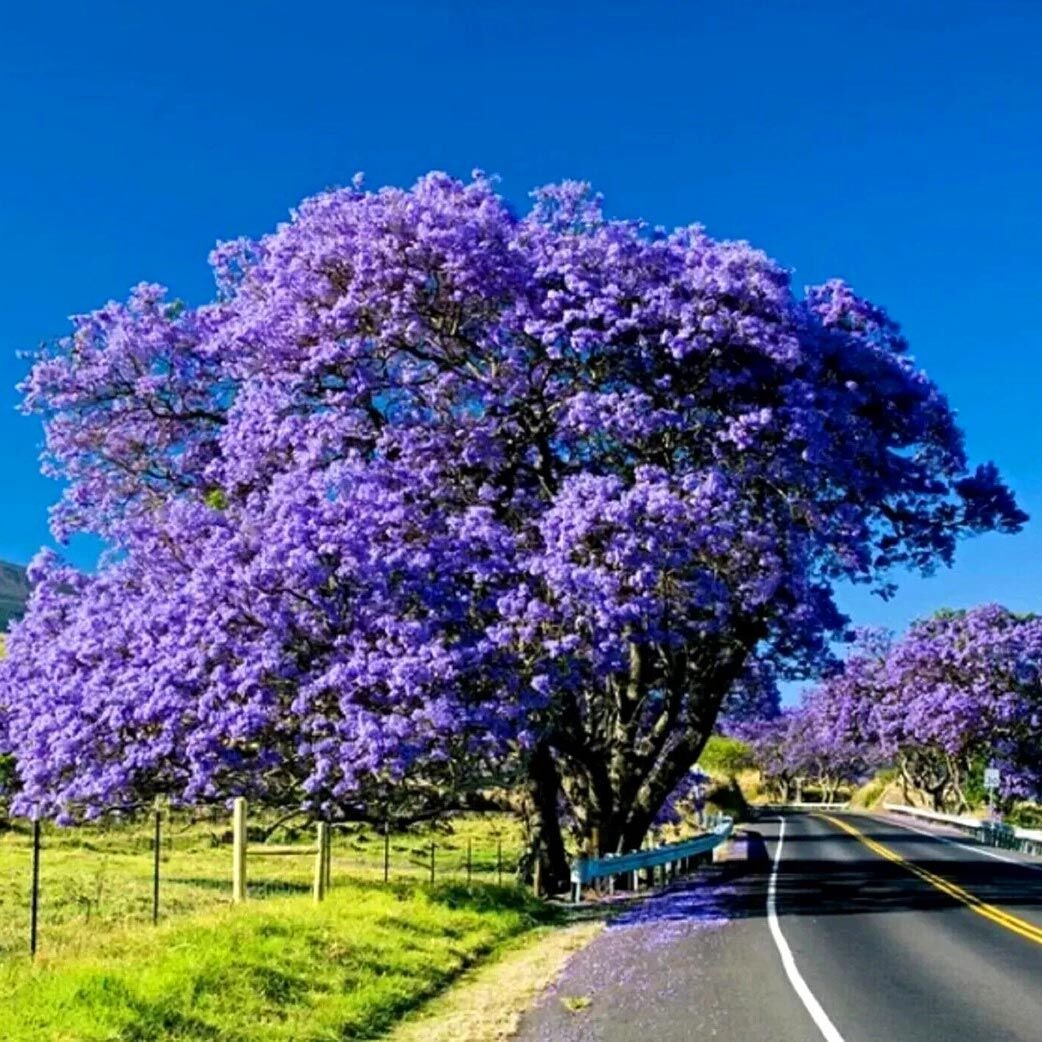 Mavi çiçekli jakaranda tohumu jacaranda mimosifolia ağacı