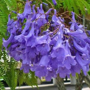 Mavi çiçekli jakaranda tohumu jacaranda mimosifolia ağacı