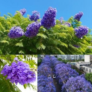 Mavi çiçekli jakaranda tohumu jacaranda mimosifolia ağacı