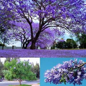Mavi çiçekli jakaranda tohumu jacaranda mimosifolia ağacı