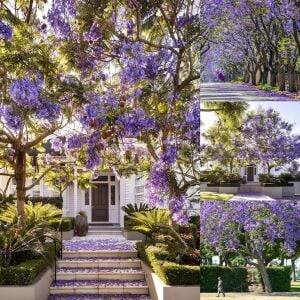 Mavi çiçekli jakaranda tohumu jacaranda mimosifolia ağacı