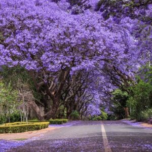 Mavi çiçekli jakaranda tohumu jacaranda mimosifolia ağacı