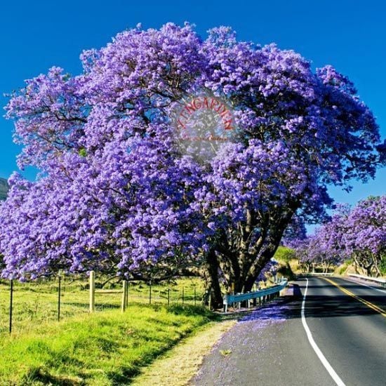 Mavi çiçekli jakaranda tohumu jacaranda mimosifolia ağacı