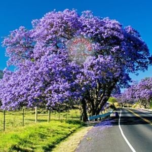 Mavi çiçekli jakaranda tohumu jacaranda mimosifolia ağacı