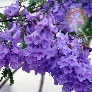 Mavi çiçekli jakaranda tohumu jacaranda mimosifolia ağacı