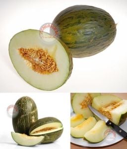 İspanyol kışlık kavun tohumu geleneksel piel de sapo melon