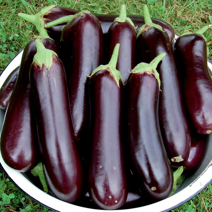 Pırlanta patlıcan tohumu atalık diamond eggplant