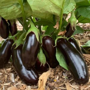 Pırlanta patlıcan tohumu atalık diamond eggplant