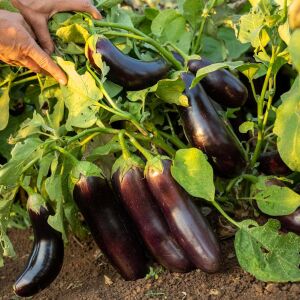 Pırlanta patlıcan tohumu atalık diamond eggplant
